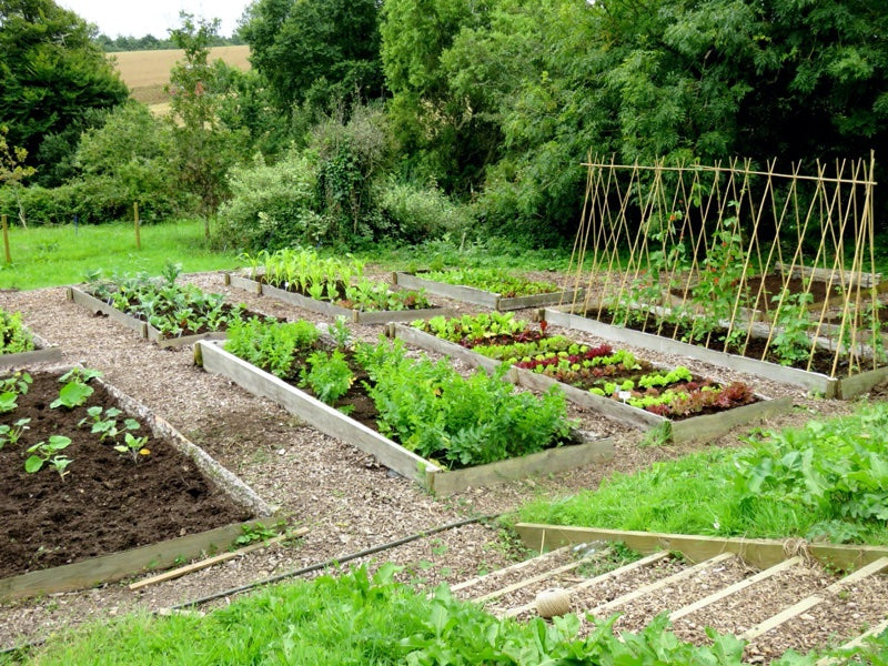 National Allotments Week | WIN! – Cornish Sea Salt Company Ltd