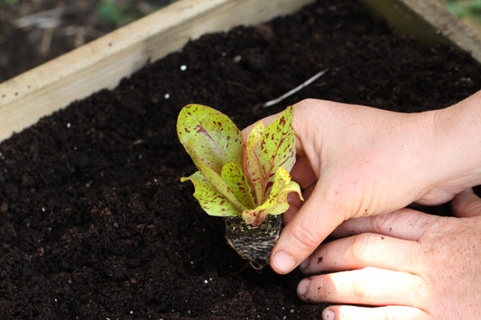 How to Grow Year Round Vegetables with Rocket Gardens